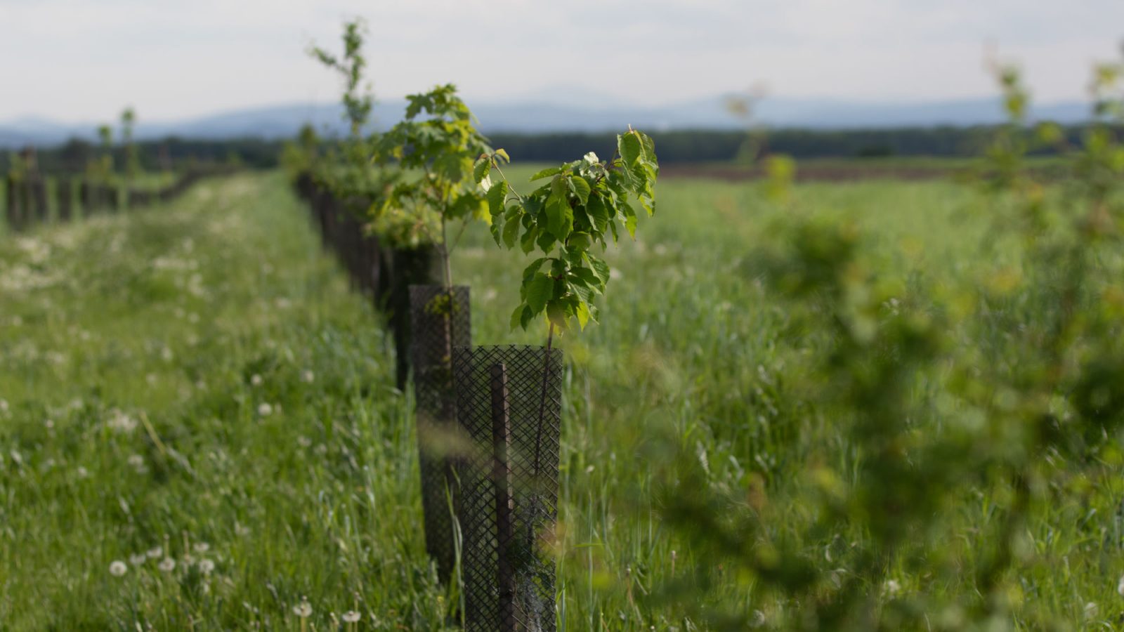 Field and trees agroecology