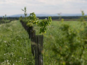 Field and trees agroecology