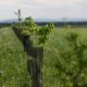 Field and trees agroecology