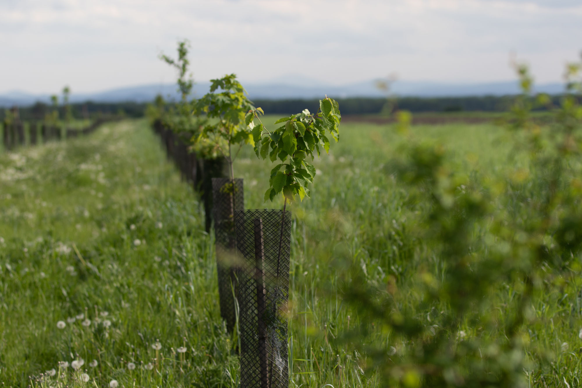 Field and trees agroecology