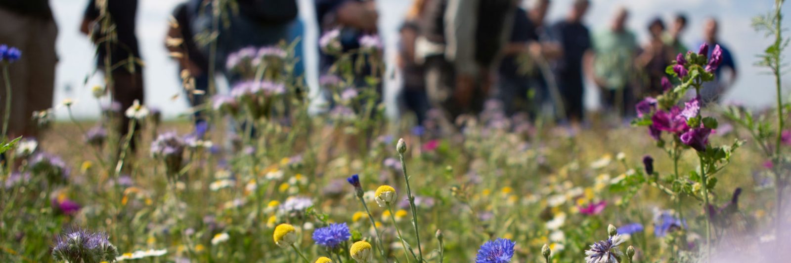 Observation de la biodiversité