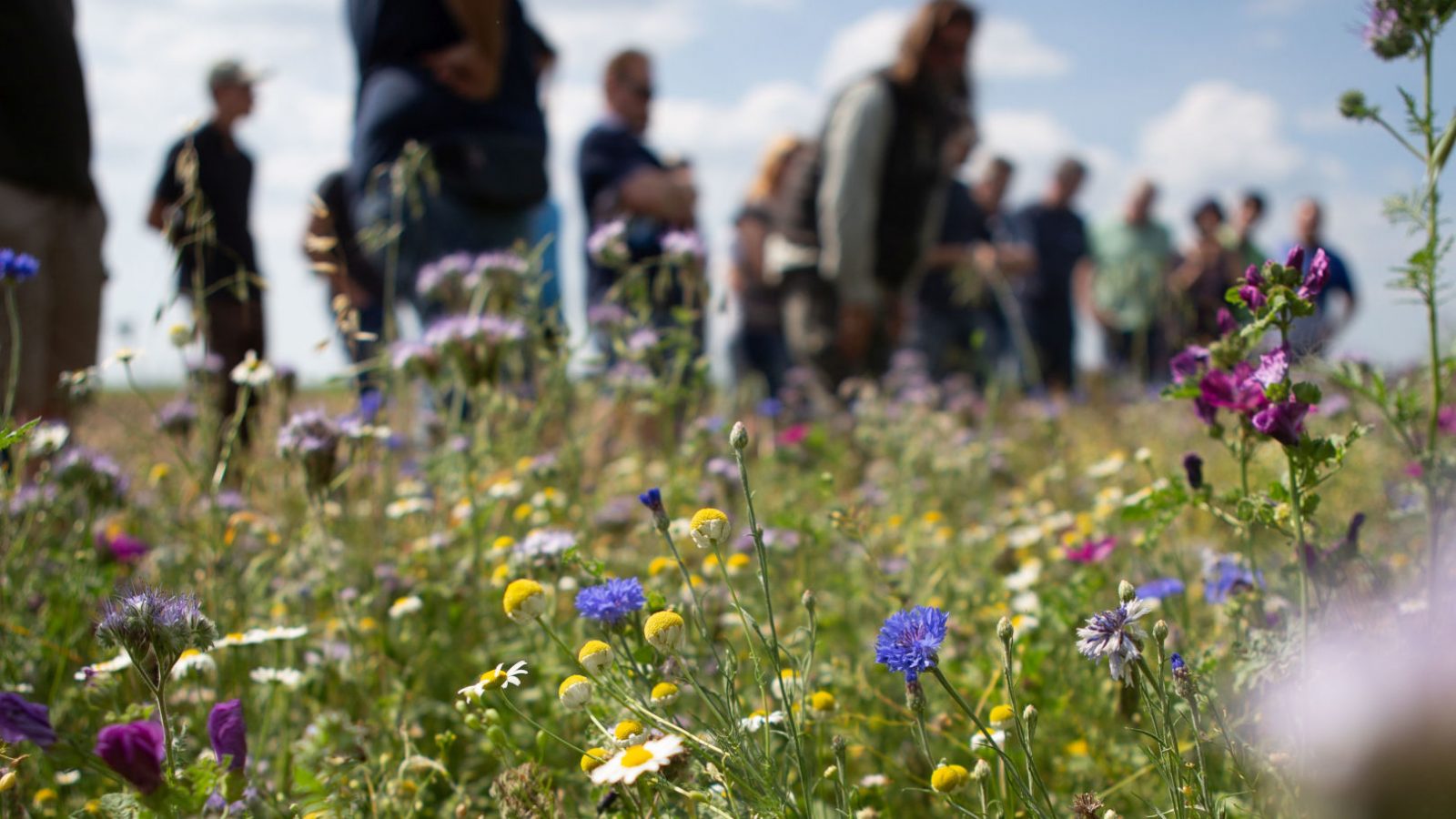 Observation de la biodiversité