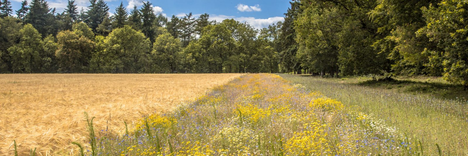 Agroecology landscape
