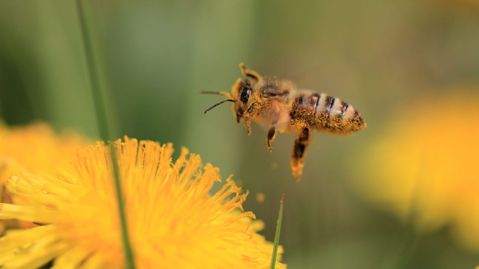 bee and flower