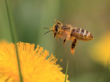 bee and flower