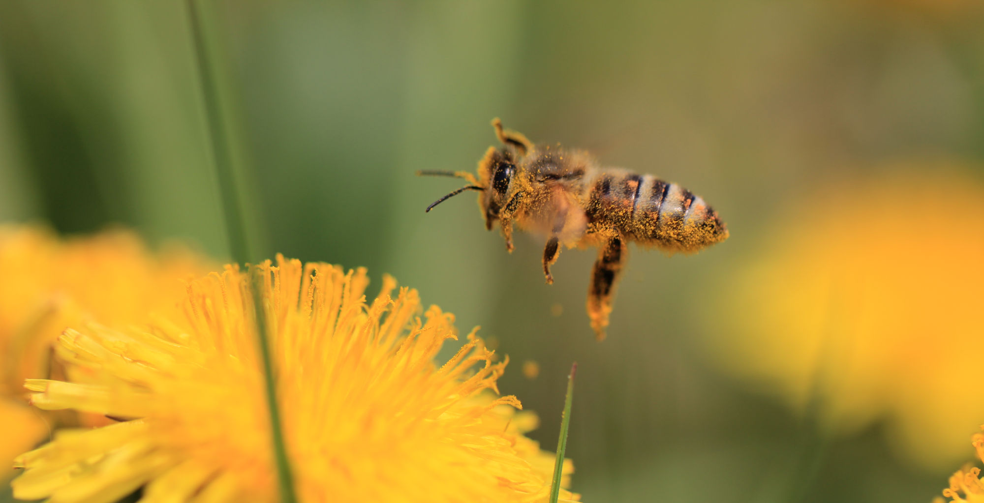 bee and flower