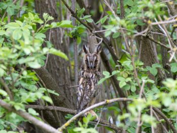 Hibou