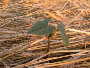 Jeune pousse dans paillage